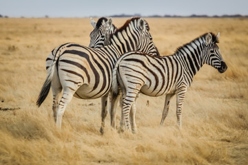 Plakat zebra in africa