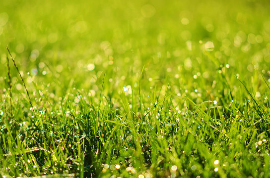 Closeup photo of green grass field
