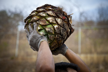 A man work in tequila industry