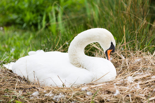 Swan In Lair