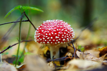 Amanita muscaria