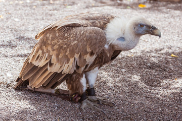 Vulture in the zoo
