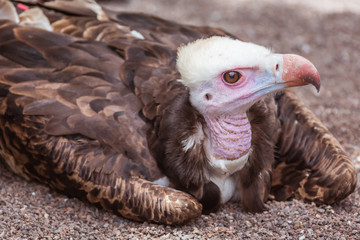 Yuong vulture in the zoo