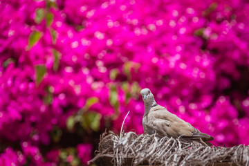 Pigeon sitting on the roof