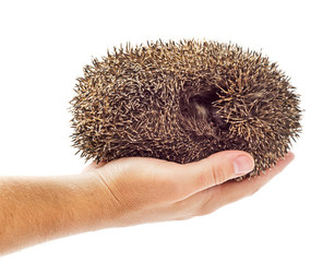 Holding hedgehog