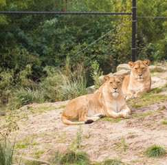 Lions in zoo