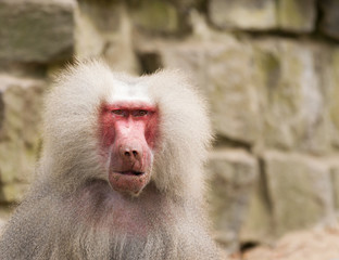 male hamadryas baboon portrait
