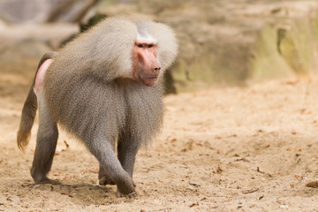 male hamadryas baboon