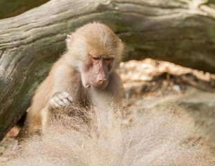 female hamadryas baboon is looking for fleas