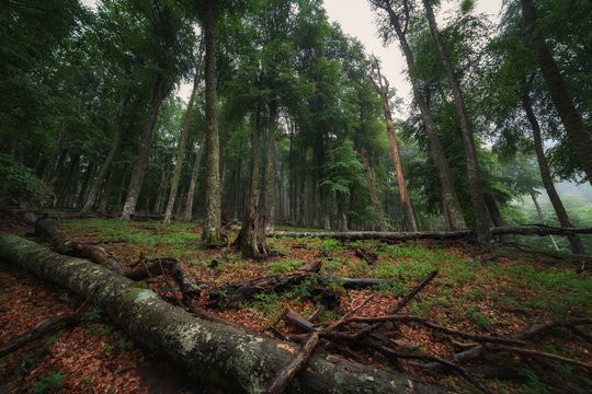 Fototapeta Deciduous forest with fallen tree