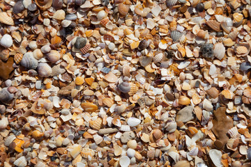 Seashells on the beach