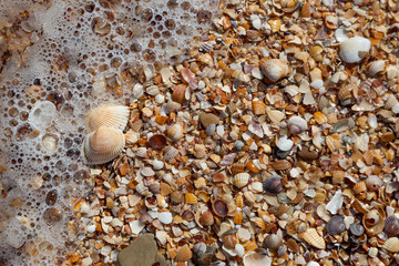 Seashells on the sand