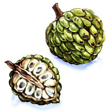 Anone fruit isolated