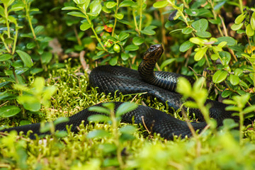 black viper snake basking in the sun in the grass