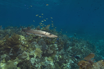Barracuda at Florida Reef