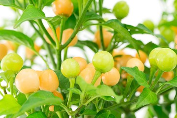 pianta peperoncini Occhi di scimmia