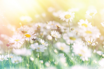 Meadow of daisy bathed in sunlight