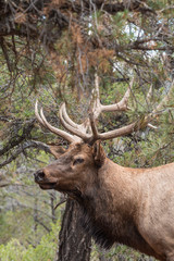 Naklejka na ściany i meble Bull Elk Portrait