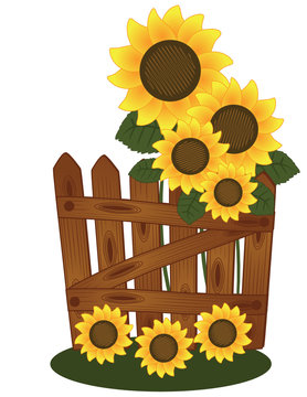 Sonnenblumen am Gartenzaun Stock-Vektorgrafik | Adobe Stock