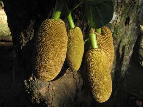 Jackfruchtbaum-Fr&uuml;chte am Jackfruchtbaum