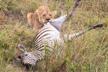 LION IN SERENGETI