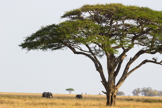 ELEPHANT IN SERENGETI