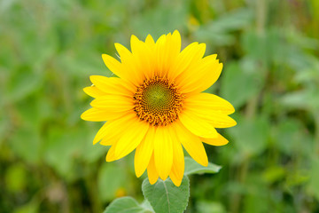 Fototapeta premium Beautiful sunflower closeup