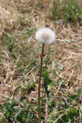 Pusteblume