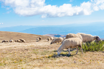 Fototapeta premium Herd of sheep on beautiful mountain meadow