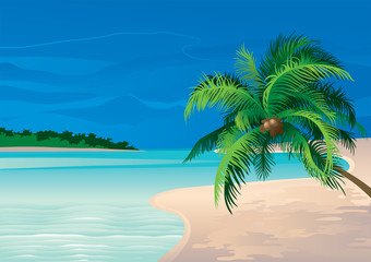Vector illustration  of coconut palm tree on a beach