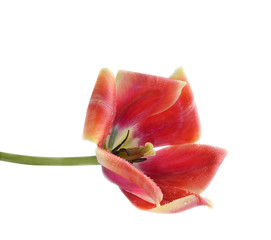 Opened flower of a tulip