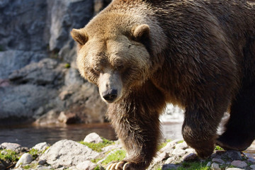 Big grizzly bear walking