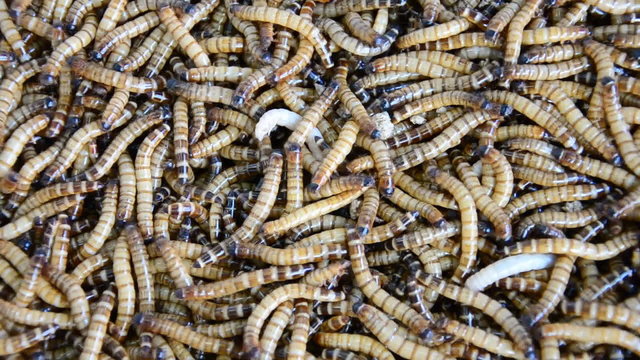 Mealworms are the larval form of the mealworm beetle. HD