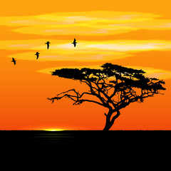 Fototapeta na wymiar Sunset tree and birds silhouettes