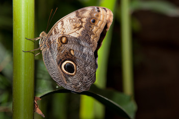 Owl Butterfly