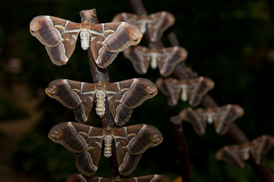 Samia ricini moth
