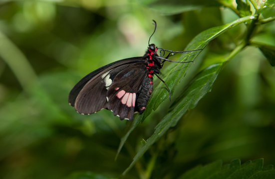 The Pink Cattleheart Butterfly