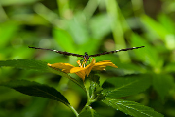 Front view closeup