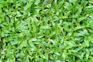 green grass  texture