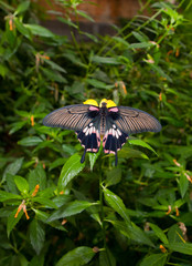 Detail of female great mormon over green vegetable