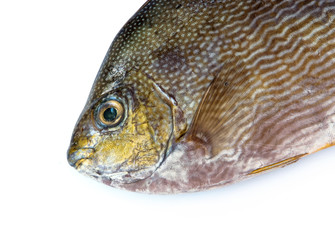 Java rabbitfish, Bluespotted spinefish or Streaked spinefoot fis