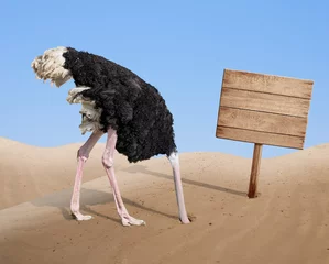 Foto op Plexiglas Struisvogel bange struisvogel die zijn hoofd in het zand begraaft in de buurt van een leeg houten uithangbord