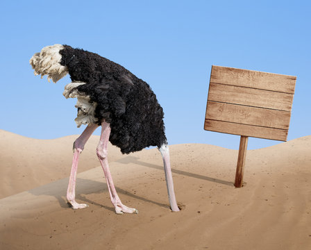 scared ostrich burying head in sand near blank wooden signboard