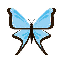 butterfly design