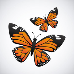 butterfly design