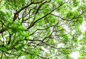 tree branch and green leaves