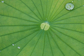 Water droplets on Lotus leaf