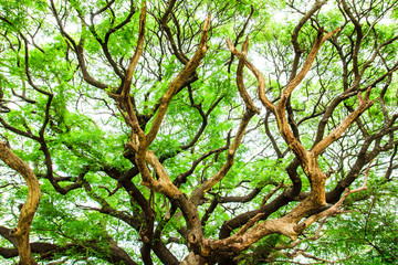 tree branch and green leaves
