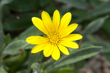 Gazania rigen, Gazania lemon tart