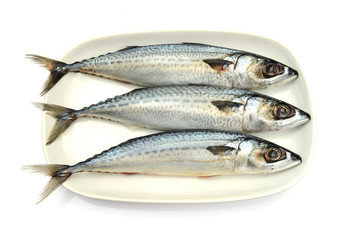 Fresh fish Mackerel, tuna, saba, in white plate